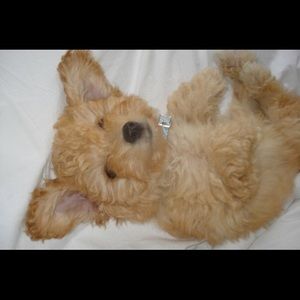 Meet your Posher, Iris